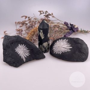 Chrysant steen (Crysanthemum)