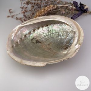 Abalone schelp - M