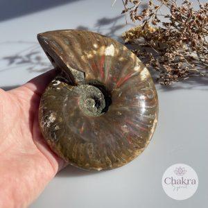 Ammoniet geopaliseerd - Madagaskar - 628gr