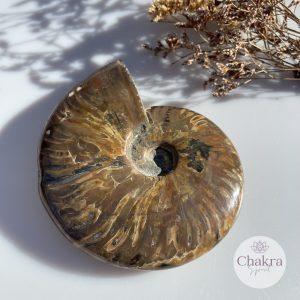 Ammoniet geopaliseerd - Madagaskar -628gr