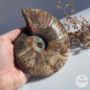 Ammoniet geopaliseerd - Madagaskar - 764gr