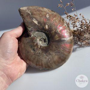 Ammoniet geopaliseerd - Madagaskar - 1.268gr