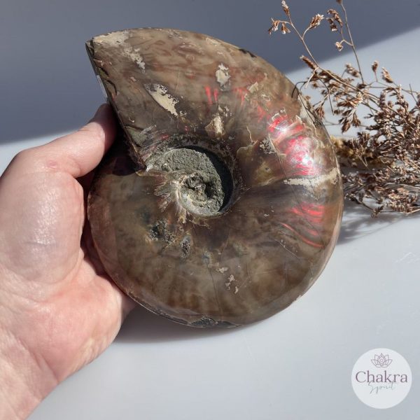Ammoniet geopaliseerd - Madagaskar - 1.268gr