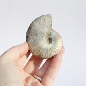 Ammoniet geopaliseerd - Madagaskar - 98gr