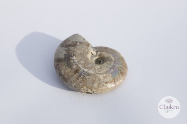 Ammoniet geopaliseerd - Madagaskar - 88gr