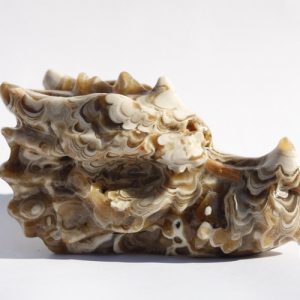 Amber Calciet drakenschedel - 428gr