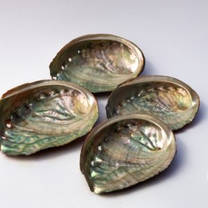 Abalone schelp - 75 mm - 80 mm