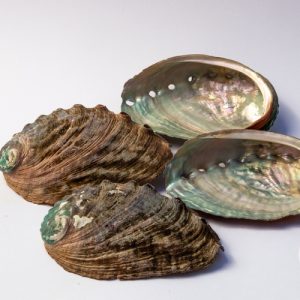 Abalone schelp – 75 mm – 80 mm Abalone schelp - 75 mm - 80 mm