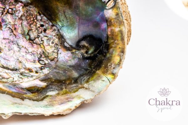 Abalone Regenboog (Paua) Haliotis Iris XL 28 Abalone Regenboog (Paua) Haliotis Iris XL