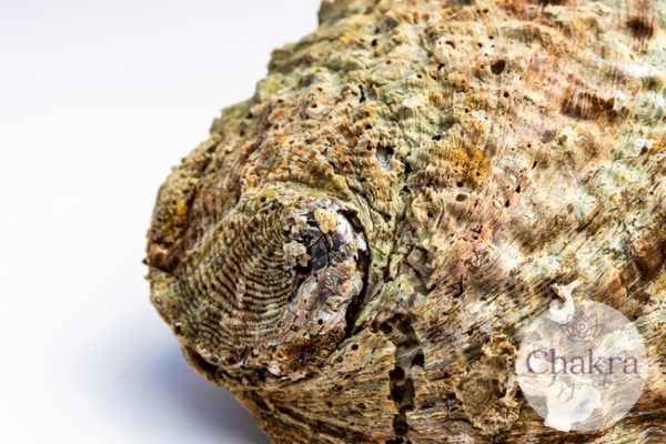 Abalone Regenboog (Paua) Haliotis Iris XL 31 Abalone Regenboog (Paua) Haliotis Iris XL