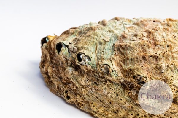 Abalone Regenboog (Paua) Haliotis Iris XL 30 Abalone Regenboog (Paua) Haliotis Iris XL