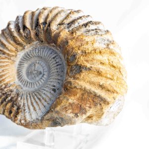 Ammoniet 'tractorwiel' - Marokko - 1.264gr