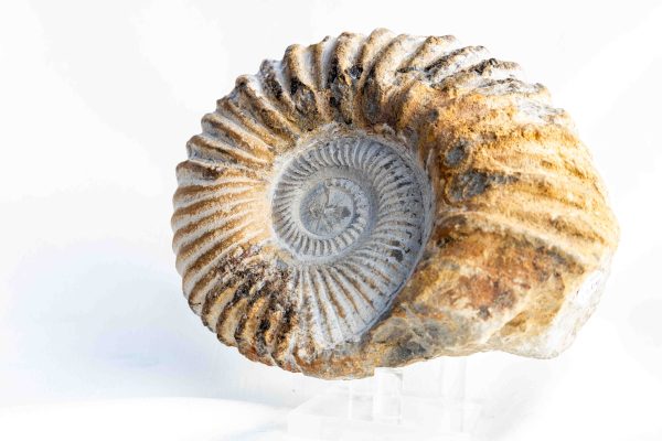 Ammoniet 'tractorwiel' - Marokko - 1.264gr