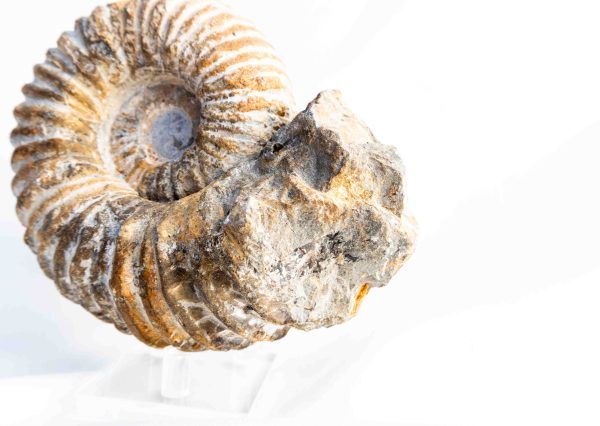 Ammoniet 'tractorwiel' - Marokko - 964gr