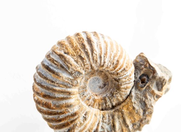 Ammoniet 'tractorwiel' - Marokko - 964gr